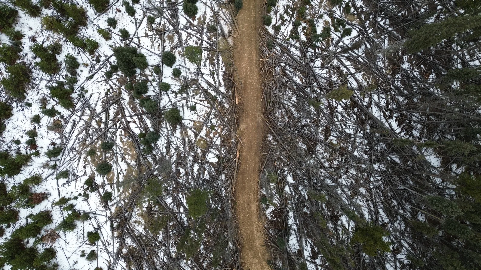 Top-down aerial of a cutline running through snow-covered deadfall