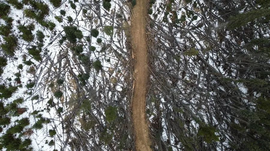 Top-down aerial of a cutline running through snow-covered deadfall